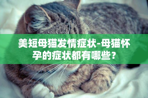 美短母貓發情癥狀-母貓懷孕的癥狀都有哪些？