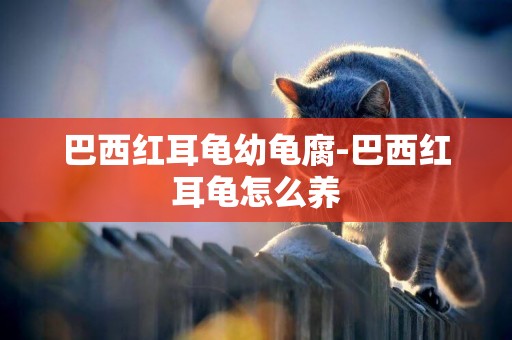 巴西紅耳龜幼龜腐-巴西紅耳龜怎么養
