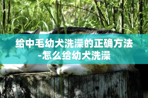 給中毛幼犬洗澡的正確方法-怎么給幼犬洗澡