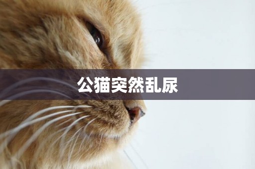 公貓突然亂尿