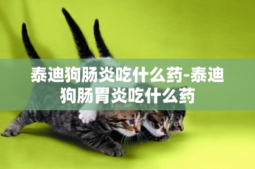 泰迪狗腸炎吃什么藥-泰迪狗腸胃炎吃什么藥
