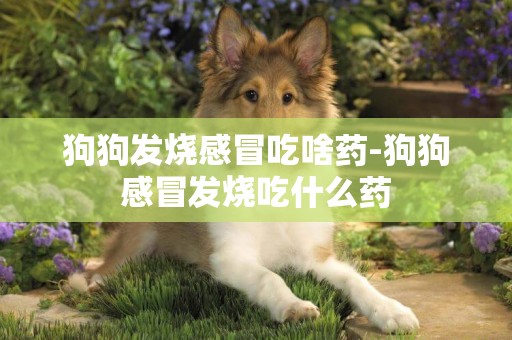 狗狗發燒感冒吃啥藥-狗狗感冒發燒吃什么藥