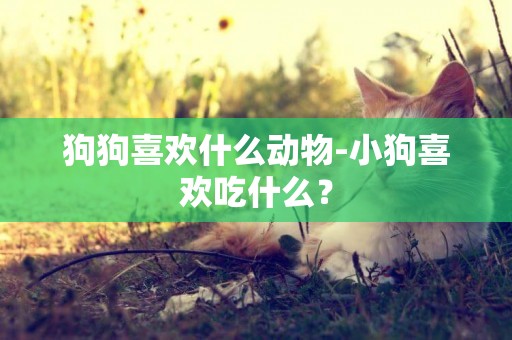 狗狗喜歡什么動物-小狗喜歡吃什么？