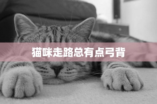 貓咪走路總有點弓背