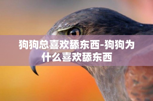狗狗總喜歡舔東西-狗狗為什么喜歡舔東西