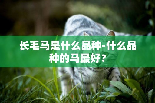 長毛馬是什么品種-什么品種的馬最好？