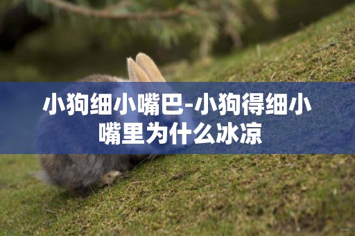 小狗細小嘴巴-小狗得細小 嘴里為什么冰涼