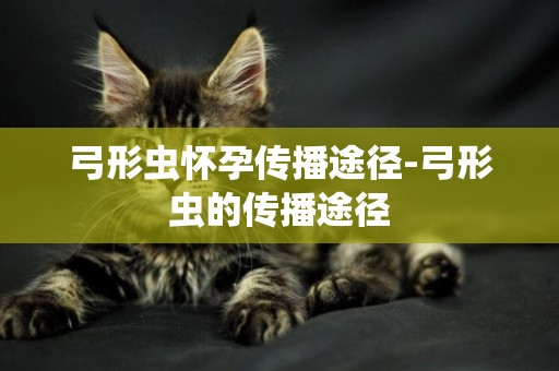 弓形蟲懷孕傳播途徑-弓形蟲的傳播途徑