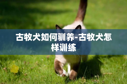 古牧犬如何馴養-古牧犬怎樣訓練