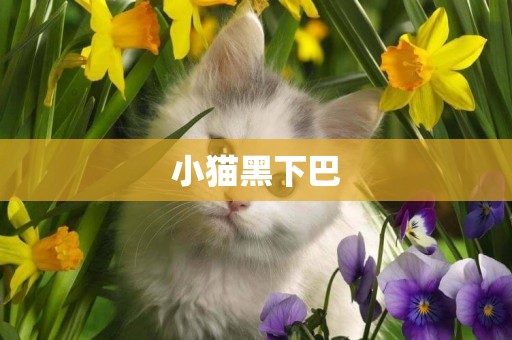 小貓黑下巴