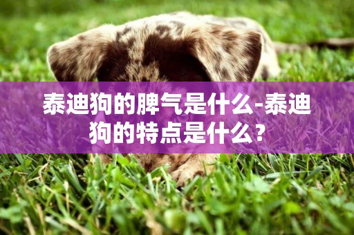 泰迪狗的脾氣是什么-泰迪狗的特點是什么？
