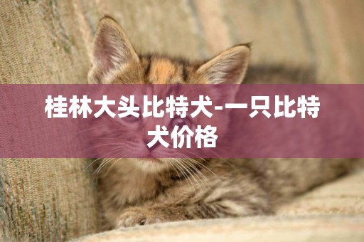 桂林大頭比特犬-一只比特犬價格