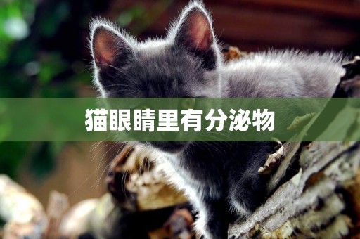 貓眼睛里有分泌物