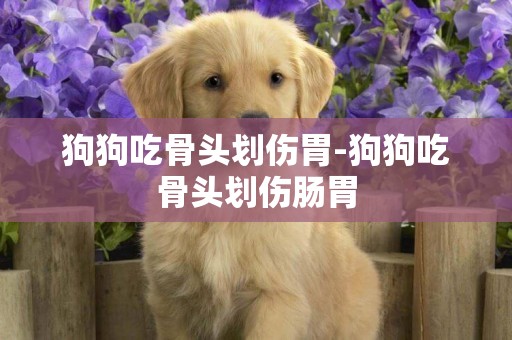 狗狗吃骨頭劃傷胃-狗狗吃骨頭劃傷腸胃