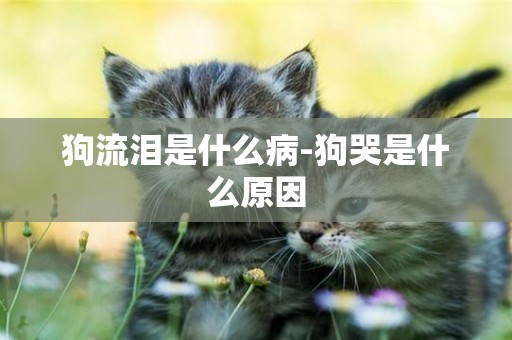 狗流淚是什么病-狗哭是什么原因