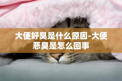 大便好臭是什么原因-大便惡臭是怎么回事