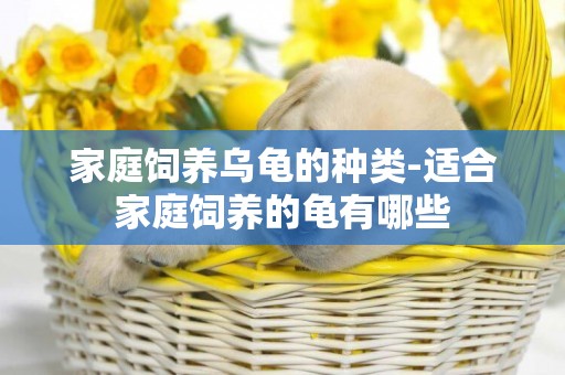 家庭飼養烏龜的種類-適合家庭飼養的龜有哪些