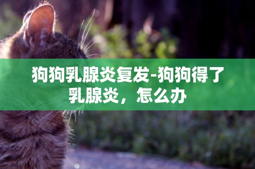 狗狗乳腺炎復發-狗狗得了乳腺炎，怎么辦