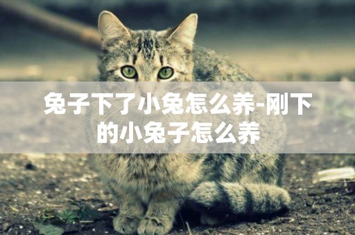 兔子下了小兔怎么養-剛下的小兔子怎么養