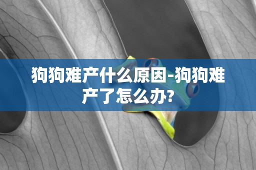 狗狗難產什么原因-狗狗難產了怎么辦?