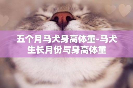 五個月馬犬身高體重-馬犬生長月份與身高體重