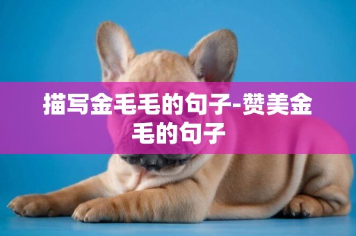 描寫金毛毛的句子-贊美金毛的句子