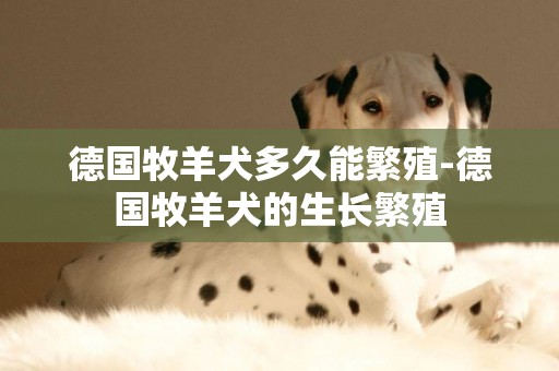 德國牧羊犬多久能繁殖-德國牧羊犬的生長繁殖