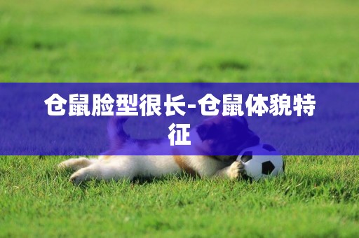 倉鼠臉型很長-倉鼠體貌特征
