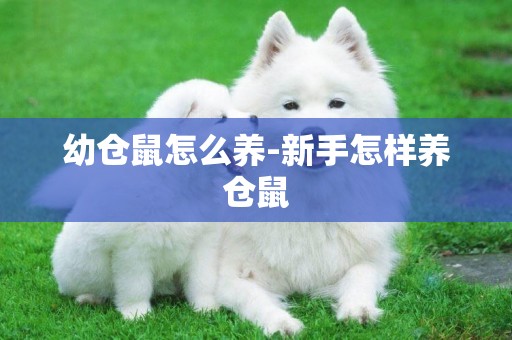 幼倉鼠怎么養-新手怎樣養倉鼠