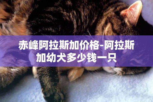 赤峰阿拉斯加價格-阿拉斯加幼犬多少錢一只