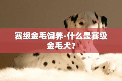 賽級金毛飼養-什么是賽級金毛犬？