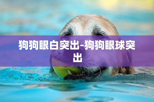 狗狗眼白突出-狗狗眼球突出