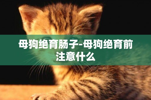 母狗絕育腸子-母狗絕育前注意什么