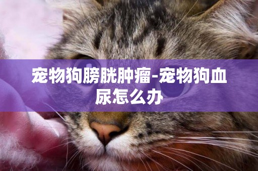 寵物狗膀胱腫瘤-寵物狗血尿怎么辦