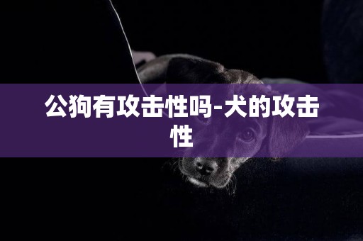 公狗有攻擊性嗎-犬的攻擊性