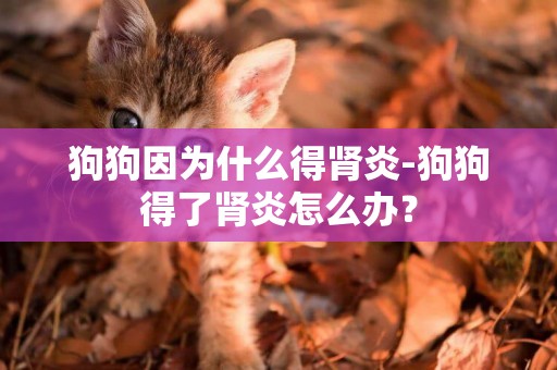 狗狗因為什么得腎炎-狗狗得了腎炎怎么辦？