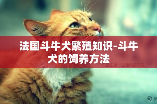 法國斗牛犬繁殖知識-斗牛犬的飼養方法