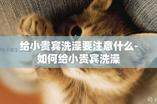 給小貴賓洗澡要注意什么-如何給小貴賓洗澡