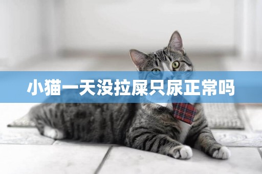 小貓一天沒拉屎只尿正常嗎