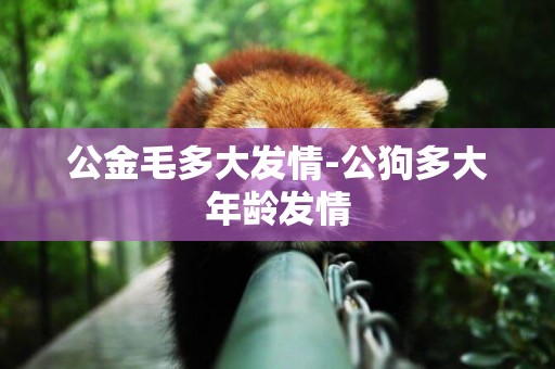 公金毛多大發情-公狗多大年齡發情