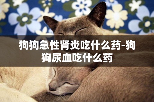 狗狗急性腎炎吃什么藥-狗狗尿血吃什么藥