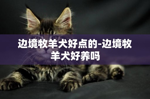 邊境牧羊犬好點的-邊境牧羊犬好養嗎