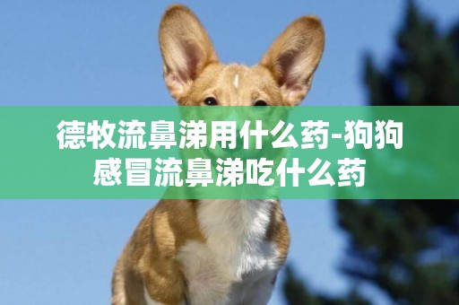 德牧流鼻涕用什么藥-狗狗感冒流鼻涕吃什么藥