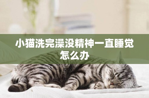小貓洗完澡沒精神一直睡覺怎么辦