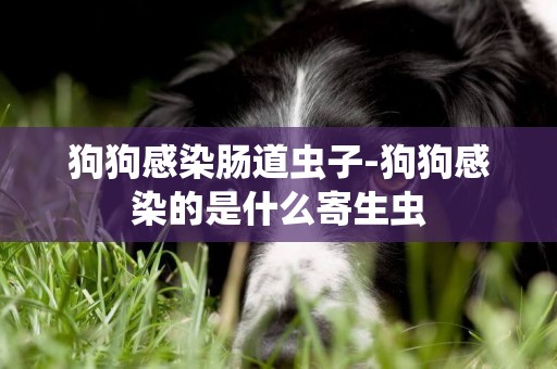 狗狗感染腸道蟲子-狗狗感染的是什么寄生蟲