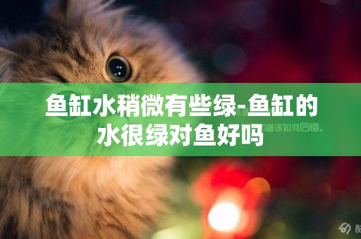 魚缸水稍微有些綠-魚缸的水很綠對魚好嗎