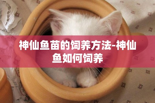 神仙魚苗的飼養方法-神仙魚如何飼養
