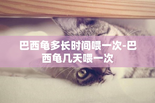 巴西龜多長時間喂一次-巴西龜幾天喂一次