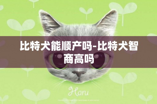 比特犬能順產嗎-比特犬智商高嗎