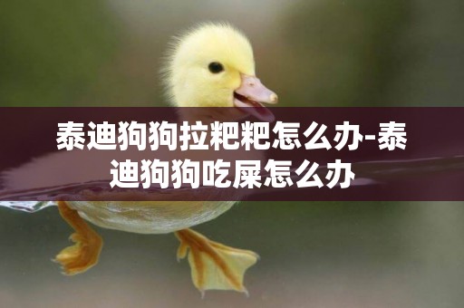 泰迪狗狗拉粑粑怎么辦-泰迪狗狗吃屎怎么辦